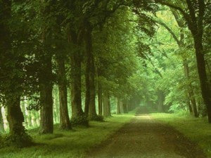Image Verte