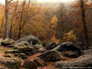 Image Marron